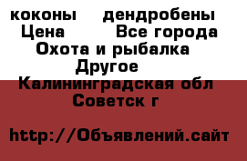 коконы    дендробены › Цена ­ 25 - Все города Охота и рыбалка » Другое   . Калининградская обл.,Советск г.